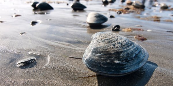Haida Gwaii: Birthing Wrangellia