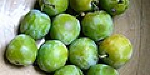 And visions of greengage plums dance in my head