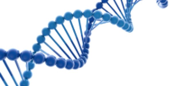 CRISPR Leads To Genetic Sex Selection In Mammals For The First Time