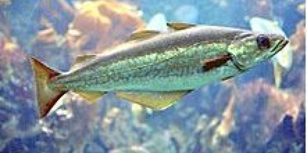 Marine Policy Journal Refuses To Retract Article They Must Know Is Bogus