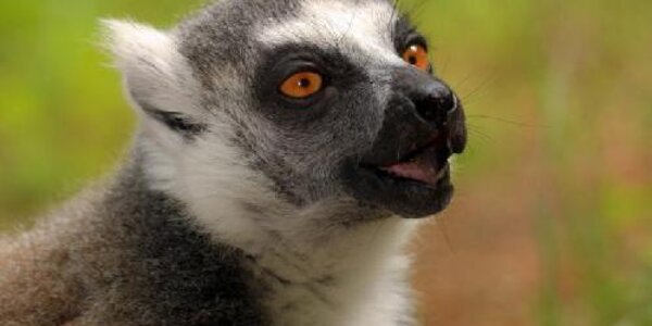 Male Masturbation Linked To Greater Ability For Offspring In Primates - article teaser image