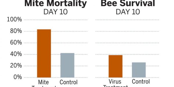 Genetically Engineered Bacteria To Combat The Cause Of Colony Collapse Disorder In Bees