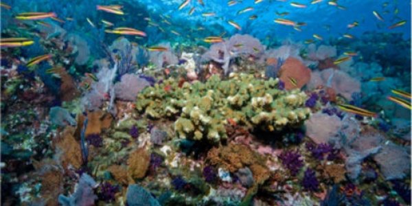 Promonitor Index: 5 Key Ways To Assess Reef Health