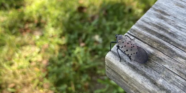 Planes, Trains And Automobiles - How A 2014 Pest From Asia Spreads