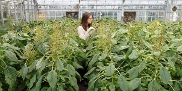 Mutations For Herbicide Resistance Are Rarer Than We've Been Told