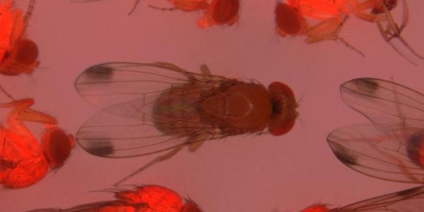 CRISPR/Cas9 Gene Can Limit Agricultural Pests, But Will Environmentalists Accept Modern Science?