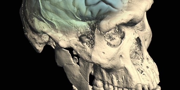 The Human Brain: Where And When It Evolved