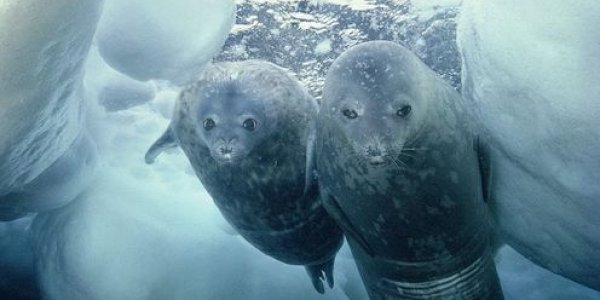 Why Is Antarctic Sea Ice Getting Thicker?