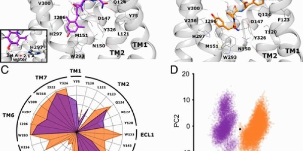 The Alternative To Opioids May Come From Tasmanian Waters