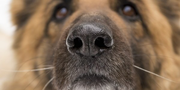 Dogs May Be Man's Best Friend Against Coronavirus Too
