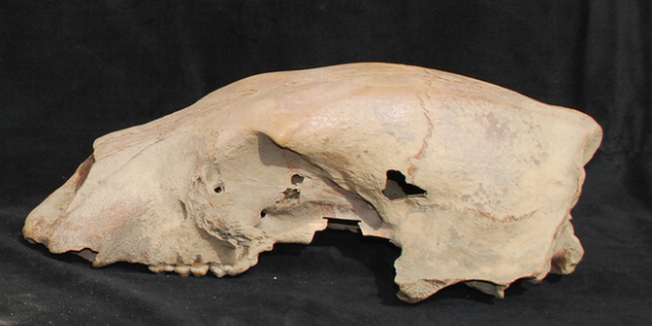 Polar Bear Genome From 100,000 Years Ago Shows It Was Genetically Modified