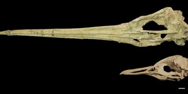 How Penguins Responded To Ancient Global Warming - They Got Huge