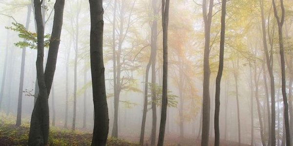 More Ways Forests Prevent Global Warming