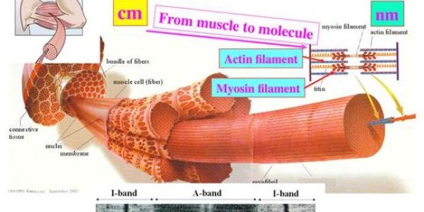 Muscle Contractions At The Atomic Scale