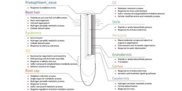 Food Is Essential And Fertilizer Is Expensive; A New RNA Sequencing Study May Improve Both