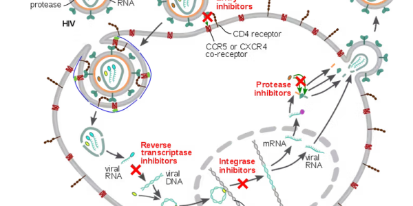 Thanks To Ancient Evolution, Your Body Makes Its Own Anti-Viral Drugs