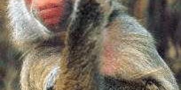 Ape gestures offer clues to the evolution of human communication