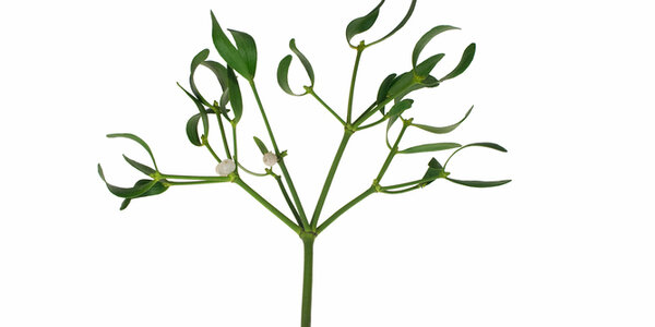 Article teaser image