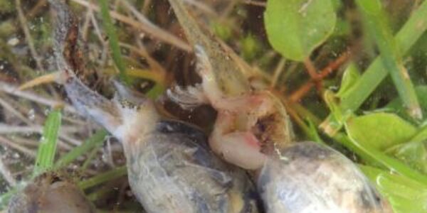 Article teaser image