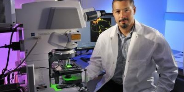 EvoCor Search Engine Identifies Gene Relationships