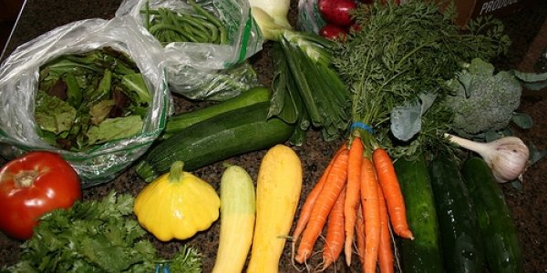 Plant-Based Diets Risk Worsening Brain Health