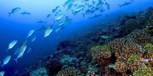 How Nature Disrupts Coral Reefs' Recycling