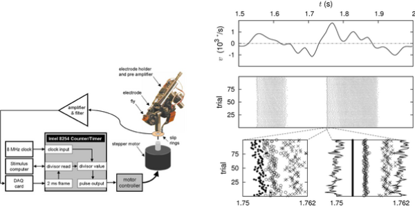 Neuroscience Study Shows Flies Have 'Language'