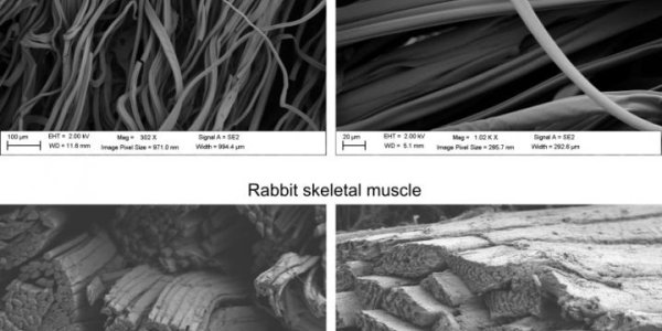 Realistic Lab Grown Meat Gets A Step Closer With Textures