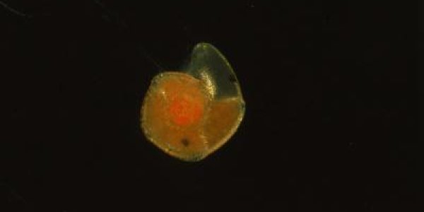 Atlas Of Oceanic Plankton Published