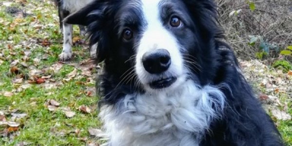 Dog Personality Traits Age Differently Just Like People