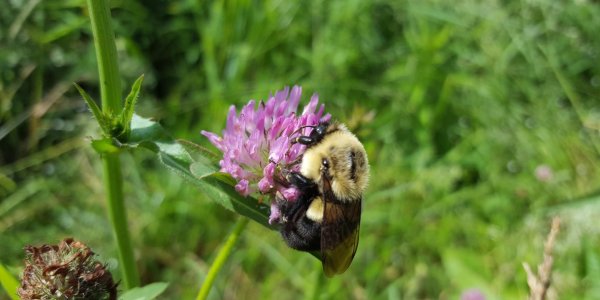 Parasites Are What Kill Bees, So More Beekeepers Won't Stop Colony Collapse Disorder - But This Mitigation Might