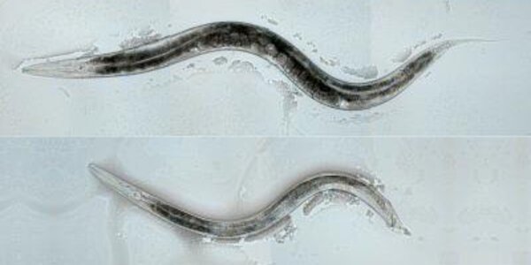 Article teaser image