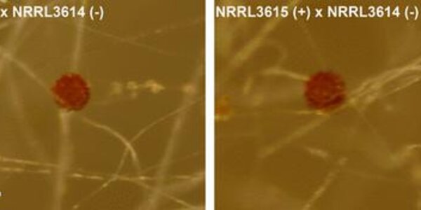 Article teaser image