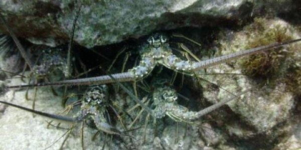 Disgust Evolved To Protect Us From Disease But With Coronavirus Our Ancient Instincts May Be Wrong