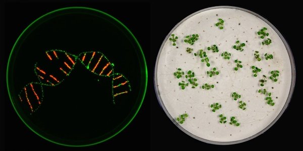 CRISPR-Cas9: Now Knocking Out 12 Genes At Once