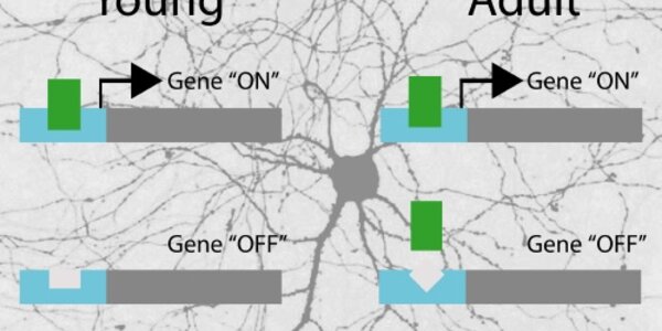 Article teaser image