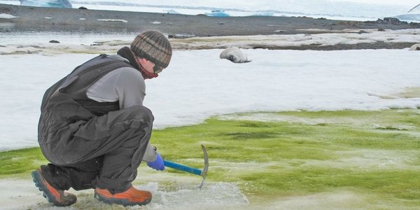 Green Snow: In A Warmer World, Algae Could Spread Across The Antarctic