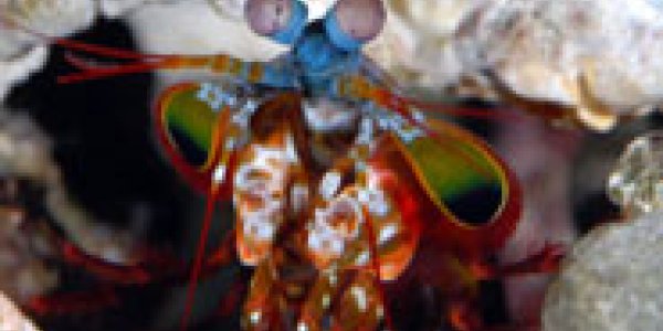 Mantis Shrimp Eyes Could Lead To Movies Of The Future