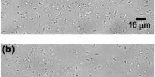 When Micro-Cyborgs Attack!