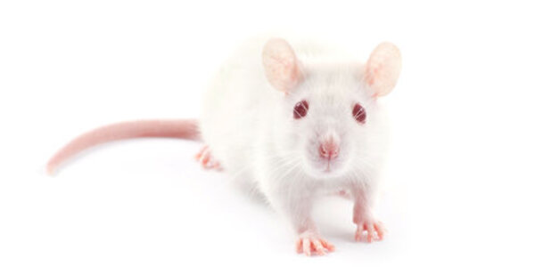 Article teaser image