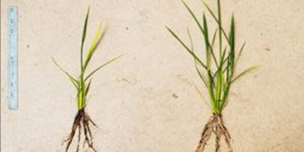 Article teaser image