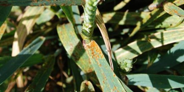 Article teaser image