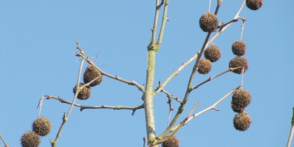 Article teaser image