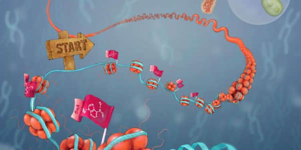 Adenine DNA Methylation May Affect Epigenetic Information