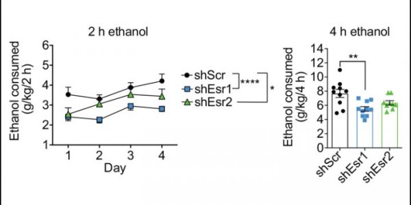 Females And Alcoholism: Blame Estrogen?