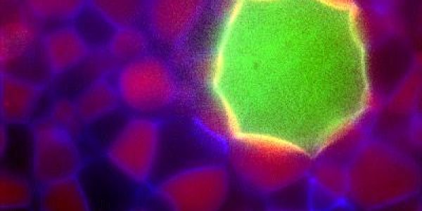 Primitive Artificial Cell Turned Into Complex Biological Material