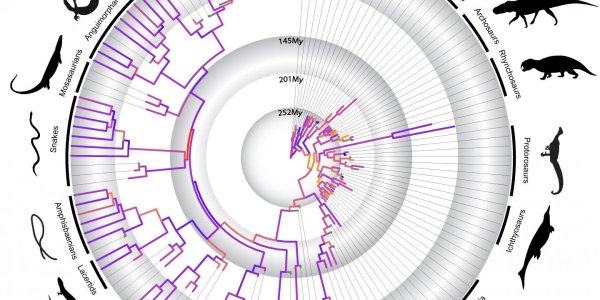How Adaptive Radiation Shaped Reptile Evolution
