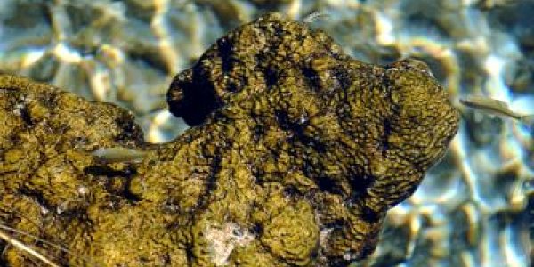 Ecosystem Surprise:  Some Bacteria Are Regional
