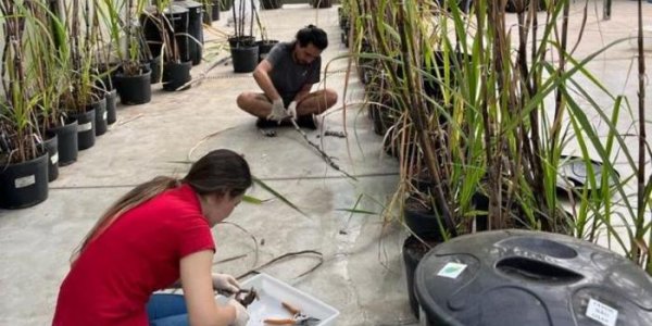 Sugarcane For Biofuels Will Need GMOs