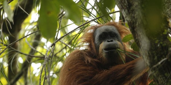 Tapanuli: A Third Orangutan Species Exists